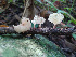  ( - IAvH-TRI-MR142)  @11 [ ] Copyright (2021) Instituto Alexander von Humboldt (IAvH) Instituto de Investigacion de Recursos Biologicos Alexander von Humboldt (IAvH)