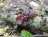  ( - IAvH-TRI-MR149)  @11 [ ] Copyright (2021) Instituto Alexander von Humboldt (IAvH) Instituto de Investigacion de Recursos Biologicos Alexander von Humboldt (IAvH)