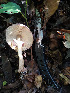  ( - IAvH-TRI-MR156)  @11 [ ] Copyright (2021) Instituto Alexander von Humboldt (IAvH) Instituto de Investigacion de Recursos Biologicos Alexander von Humboldt (IAvH)