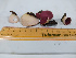  ( - IAvH-TRI-MR157)  @11 [ ] Copyright (2021) Instituto Alexander von Humboldt (IAvH) Instituto de Investigacion de Recursos Biologicos Alexander von Humboldt (IAvH)