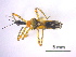  (Agriocleptes - IAvH-TRI-HEM0252)  @11 [ ] Copyright (2022) Instituto de Investigaciones Alexander von Humboldt (IAvH) Instituto de Investigaciones Alexander von Humboldt (IAvH)