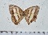  (Pareuptychia occirhoe - IAvH-TRI-A1015)  @11 [ ] copyright (2022) Instituto de Investigacion Alexander von Humboldt (IAvH). Instituto de Investigacion Alexander von Humboldt (IAvH).