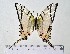  (Protesilaus telesilaus - IAvH-TRI-A1043)  @11 [ ] copyright (2022) Instituto de Investigacion Alexander von Humboldt (IAvH). Instituto de Investigacion Alexander von Humboldt (IAvH).