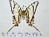  (Protesilaus telesilaus - IAvH-TRI-A1043)  @11 [ ] copyright (2022) Instituto de Investigacion Alexander von Humboldt (IAvH). Instituto de Investigacion Alexander von Humboldt (IAvH).