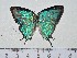  ( - IAvH-TRI-A1168)  @11 [ ] copyright (2022) Instituto de Investigacion Alexander von Humboldt (IAvH). Instituto de Investigacion Alexander von Humboldt (IAvH).