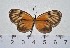  ( - IAvH-TRI-A1178)  @11 [ ] copyright (2022) Instituto de Investigacion Alexander von Humboldt (IAvH). Instituto de Investigacion Alexander von Humboldt (IAvH).