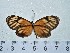  ( - IAvH-TRI-A1178)  @11 [ ] copyright (2022) Instituto de Investigacion Alexander von Humboldt (IAvH). Instituto de Investigacion Alexander von Humboldt (IAvH).