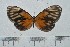  ( - IAvH-TRI-A1289)  @11 [ ] copyright (2022) Instituto de Investigacion Alexander von Humboldt (IAvH). Instituto de Investigacion Alexander von Humboldt (IAvH).