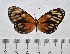 ( - IAvH-TRI-A1289)  @11 [ ] copyright (2022) Instituto de Investigacion Alexander von Humboldt (IAvH). Instituto de Investigacion Alexander von Humboldt (IAvH).