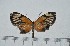  ( - IAvH-TRI-A1439)  @11 [ ] copyright (2022) Instituto de Investigacion Alexander von Humboldt (IAvH). Instituto de Investigacion Alexander von Humboldt (IAvH).