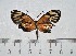  ( - IAvH-TRI-A1439)  @11 [ ] copyright (2022) Instituto de Investigacion Alexander von Humboldt (IAvH). Instituto de Investigacion Alexander von Humboldt (IAvH).