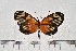  ( - IAvH-TRI-A1447)  @11 [ ] copyright (2022) Instituto de Investigacion Alexander von Humboldt (IAvH). Instituto de Investigacion Alexander von Humboldt (IAvH).