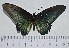  ( - IAvH-TRI-A1493)  @11 [ ] copyright (2022) Instituto de Investigacion Alexander von Humboldt (IAvH) Instituto de Investigacion Alexander von Humboldt (IAvH)