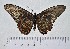  ( - IAvH-TRI-A1493)  @11 [ ] copyright (2022) Instituto de Investigacion Alexander von Humboldt (IAvH) Instituto de Investigacion Alexander von Humboldt (IAvH)