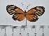  ( - IAvH-TRI-A2111)  @11 [ ] copyright (2022) Instituto de Investigacion Alexander von Humboldt (IAvH) Instituto de Investigacion Alexander von Humboldt (IAvH)