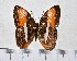  ( - IAvH-TRI-A2116)  @11 [ ] copyright (2022) Instituto de Investigacion Alexander von Humboldt (IAvH) Instituto de Investigacion Alexander von Humboldt (IAvH)