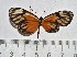  ( - IAvH-TRI-A2123)  @11 [ ] copyright (2022) Instituto de Investigacion Alexander von Humboldt (IAvH). Instituto de Investigacion Alexander von Humboldt (IAvH).