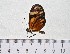  ( - IAvH-TRI-A2342)  @11 [ ] copyright (2022) Instituto de Investigacion Alexander von Humboldt (IAvH). Instituto de Investigacion Alexander von Humboldt (IAvH).