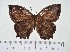  ( - IAvH-TRI-A2511)  @11 [ ] copyright (2022) Instituto de Investigacion Alexander von Humboldt (IAvH). Instituto de Investigacion Alexander von Humboldt (IAvH).