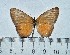  ( - IAvH-TRI-A2687)  @11 [ ] copyright (2022) Instituto de Investigacion Alexander von Humboldt (IAvH). Instituto de Investigacion Alexander von Humboldt (IAvH).