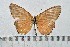  ( - IAvH-TRI-A2687)  @11 [ ] copyright (2022) Instituto de Investigacion Alexander von Humboldt (IAvH). Instituto de Investigacion Alexander von Humboldt (IAvH).