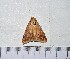  ( - IAvH-TRI-A295)  @11 [ ] copyright (2022) Instituto de Investigacion Alexander von Humboldt (IAvH). Instituto de Investigacion Alexander von Humboldt (IAvH).