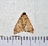  ( - IAvH-TRI-A295)  @11 [ ] copyright (2022) Instituto de Investigacion Alexander von Humboldt (IAvH). Instituto de Investigacion Alexander von Humboldt (IAvH).