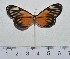  ( - IAvH-TRI-A545)  @11 [ ] copyright (2022) Instituto de Investigacion Alexander von Humboldt (IAvH). Instituto de Investigacion Alexander von Humboldt (IAvH).