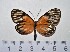  ( - IAvH-TRI-A676)  @11 [ ] copyright (2022) Instituto de Investigacion Alexander von Humboldt (IAvH). Instituto de Investigacion Alexander von Humboldt (IAvH).
