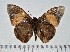 (Brassolis isthmia - IAvH-TRI-A724)  @11 [ ] copyright (2022) Instituto de Investigacion Alexander von Humboldt (IAvH). Instituto de Investigacion Alexander von Humboldt (IAvH).