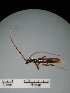  ( - IAvH-TRI-MAL224-COL-0248)  @11 [ ] Copyright (2023) Instituto de Investigacion Alexander von Humboldt (IAvH) Instituto de Investigacion Alexander von Humboldt (IAvH)