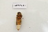  (Photinoides - IAV-HTRI-YMM019)  @11 [ ] Copyright (2022) Instituto de Investigacion Alexander von Humboldt (IAvH) Instituto de Investigacion Alexander von Humboldt (IAvH)