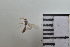  ( - IAvH-TRI-MAL217-HYM-0064.5)  @11 [ ] Copyright (2023) Instituto de Investigacion Alexander von Humboldt (IAvH) Instituto de Investigacion Alexander von Humboldt (IAvH)