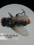  (Oxysarcodexia ADO6365 - IAvH-TRI-MAL224-DIP-0063.1)  @11 [ ] Copyright (2023) Instituto de Investigacion Alexander von Humboldt (IAvH) Instituto de Investigacion Alexander von Humboldt (IAvH)