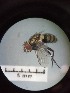 ( - IAvH-TRI-MAL225-DIP-0070.2)  @11 [ ] Copyright (2023) Instituto de Investigacion Alexander von Humboldt (IAvH) Instituto de Investigacion Alexander von Humboldt (IAvH)