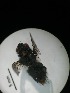  ( - IAvH-TRI-MAL209-DIP-0139.2)  @11 [ ] Copyright (2023) Instituto de Investigacion Alexander von Humboldt (IAvH) Instituto de Investigacion Alexander von Humboldt (IAvH)