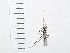  (Dismodix - IAvH-TRI-FCZ0046)  @11 [ ] Copyright (2022) Instituto de Investigaciones Alexander von Humboldt (IAvH) Instituto de Investigaciones Alexander von Humboldt (IAvH)