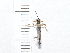  (Campoplex ovivena - IAvH-TRI-FCZ0222)  @11 [ ] Copyright (2022) Instituto de Investigaciones Alexander von Humboldt (IAvH) Instituto de Investigaciones Alexander von Humboldt (IAvH)