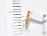  ( - IAvH-TRI-FCZ0283)  @11 [ ] Copyright (2022) Instituto de Investigaciones Alexander von Humboldt (IAvH) Instituto de Investigaciones Alexander von Humboldt (IAvH)