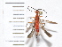  (Alabagrus sp. 1 - IAvH-TRI-FCZ0958)  @11 [ ] Copyright (2022) Instituto de Investigaciones Alexander von Humboldt (IAvH) Instituto de Investigaciones Alexander von Humboldt (IAvH)