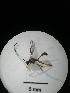  ( - IAvH-TRI-MAL206-HYM-0129.4)  @11 [ ] Copyright (2023) Instituto de Investigacion Alexander von Humboldt (IAvH) Instituto de Investigacion Alexander von Humboldt (IAvH)