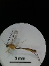  ( - IAvH-TRI-MAL216-HYM-0268.4)  @11 [ ] Copyright (2023) Instituto de Investigacion Alexander von Humboldt (IAvH) Instituto de Investigacion Alexander von Humboldt (IAvH)