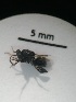  (chalMalaise0416 Malaise0416 - IAvH-TRI-MAL209-HYM-0302.1)  @11 [ ] Copyright (2023) Instituto de Investigacion Alexander von Humboldt (IAvH) Instituto de Investigacion Alexander von Humboldt (IAvH)