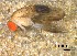  ( - IAvH-TRI-DIPG1410)  @11 [ ] Copyright (c) (2022) Wilber Lopez Instituto de Investigaciones Alexander von Humboldt (IAvH)