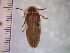  ( - IAvH-TRI-ALH-G409)  @11 [ ] Copyright (2022) Instituto de Investigaciones Alexander von Humboldt (IAvH) Instituto de Investigaciones Alexander von Humboldt (IAvH)