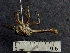  ( - IAvH-TRI-DIPG567)  @11 [ ] Copyright (c) (2022) Wilber Lopez Instituto de Investigaciones Alexander von Humboldt (IAvH)