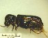  ( - IAvH-TRI-MAL213-COL-0203.3)  @11 [ ] Copyright (2023) Instituto de Investigacion Alexander von Humboldt (IAvH) Instituto de Investigacion Alexander von Humboldt (IAvH)