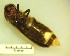  (Photinoides - IAvH-TRI-MAL213-COL-0211.4)  @11 [ ] Copyright (2023) Instituto de Investigacion Alexander von Humboldt (IAvH) Instituto de Investigacion Alexander von Humboldt (IAvH)
