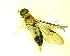  ( - IAvH-TRI-MAL227-DIP-0181.1)  @11 [ ] Copyright (2023) Instituto de Investigacion Alexander von Humboldt (IAvH) Instituto de Investigacion Alexander von Humboldt (IAvH)