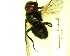  ( - IAvH-TRI-MAL227-DIP-0182.5)  @11 [ ] Copyright (2023) Instituto de Investigacion Alexander von Humboldt (IAvH) Instituto de Investigacion Alexander von Humboldt (IAvH)